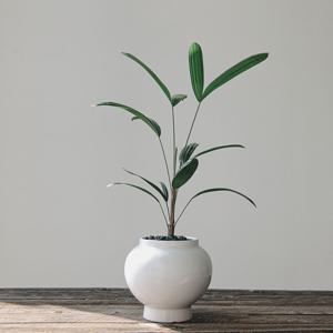 관음죽 담월항아리