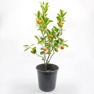 라임 오렌지 나무 대품 유주 레몬 낑깡 나무 향기나는꽃 유실수 과일나무