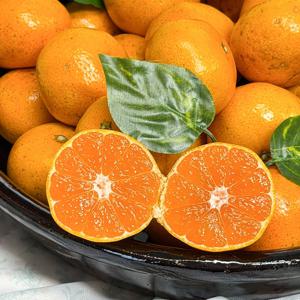 제주 서귀포 노지 감귤 조생 타이벡 귤 고당도 밀감