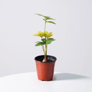 멕시코소철 키우기쉬운 실내공기정화식물 인테리어식물 소형 모종