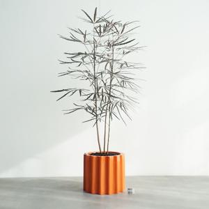 아랄리아 오렌지도리아화분 대형화분 공기정화식물 카페 사무실 병원 학원 개업선물