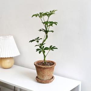 홍콩야자 S자 수형 아티크 화분 식재 세트 화분 집들이 카페 화초 선물