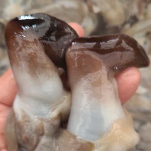 여수 새조개 생물 급냉 새조개살 400g 샤브샤브