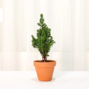 사이프러스 알피카 미니 싸이프러스 편백 측백 피톤치트 조경수 나무 묘목