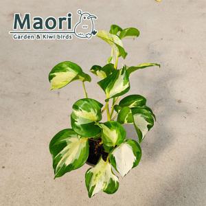 오레우스 스킨답서스 만줄라 희귀식물 실내공기정화식물 소품