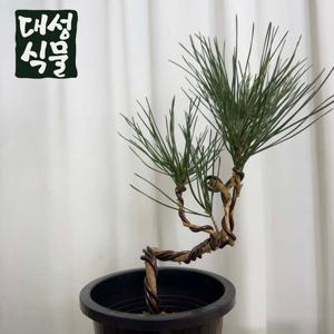 해송 소나무 분재 미니 나무 묘목 소나무 플렌테리어