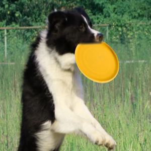 애견 원반던지기 놀이 실리콘 원반