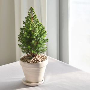 스피츠베르겐 크리스마스트리 생화 미니트리
