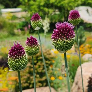 알리움 드럼스틱 추식 구근