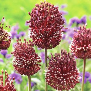 알리움 추식 구근 레드 모히칸