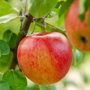 경북안동 햇사과 2.5kg(8-14과)