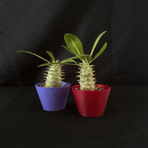 파키포디움 비팟 아프리카식물 집들이선물 미니화분