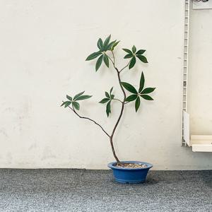 조화나무 파키라 분재목 40cm 페이크트리 포인트오브제 플랜테리어