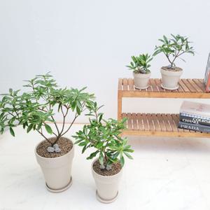 무늬천리향 꽃이피면 진한향기 듬뿍 인테리어 공기정화식물