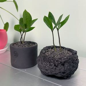 금전수 돈나무 금전운을 부르는 개업화분 미니화분- 화분2타입