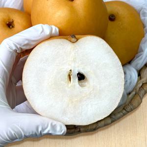 25년 수확 추황배 3kg (6-9과)