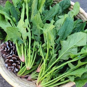 남해 보물초 시금치 1kg