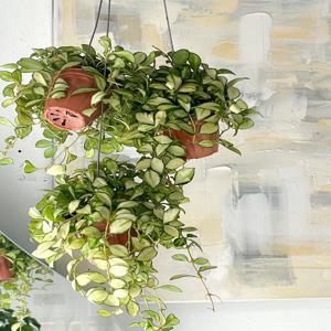 호야 휴스켈리아나 미니사이즈 행잉플랜트 플랜테리어