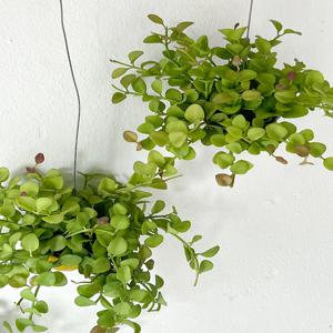 디시디아 애플그린 미니사이즈 행잉식물 공중식물