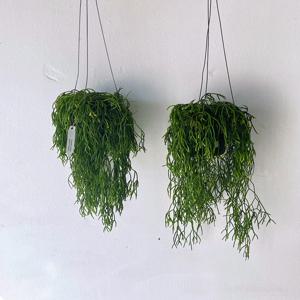 립살리스 카스타 카페식물 감성식물 행잉플랜트