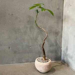 파키라 꼬불이 수형 키우기 쉬운 감성화분 베이지 빈티지볼토분S