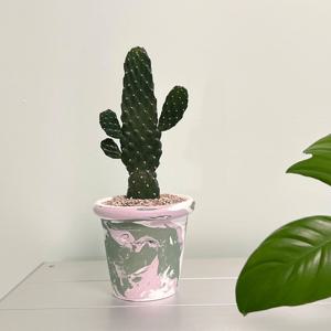 [5% 쿠폰!] 만세 선인장 납작 팬케잌 선인장 핸드메이드토분M