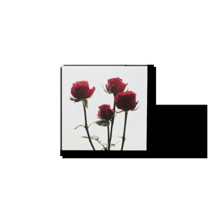 Flower Card 플라워 카드 - 붉은 장미