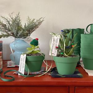 생선뼈 선인장 알로에 다육이 크리스마스 토분