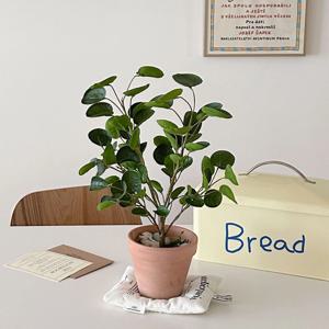 필레아페페 조화 화분 세트 2colors 이태리 토분