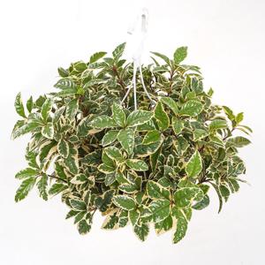 무늬 산호수 행잉 플랜트 공기정화식물 행잉식물