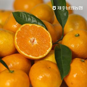 산지 직송 노지감귤 9kg