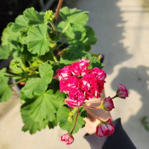 제라늄 로즈샤넬 페라고늄 유럽제라늄 중품 장미 향기 실내공기정화