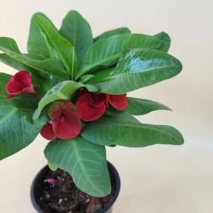 꽃기린 대왕꽃기린 외목대 중품 선인장 다육식물 사계절 키우기 쉬운 화초