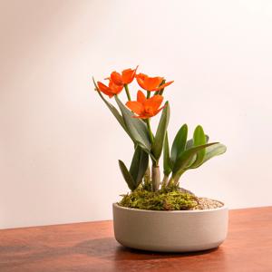 카틀레야 SSP 수제토분 set 소형난 서양란