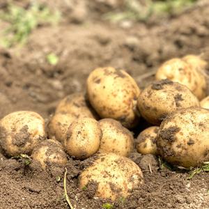 포슬포슬 햇 감자 두백감자 대왕