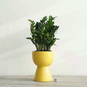 금전수 GY-2 유광 옐로우 화분 거실 인테리어 공기정화식물