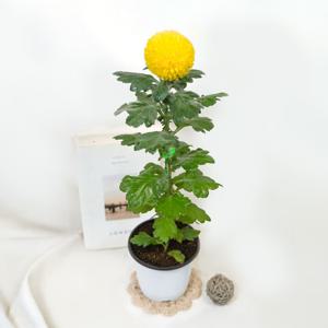 폼폰국화(미니중품) 폼폼 퐁퐁 소국 노지월동 가을꽃 가을국화 베란다 정원 다년생