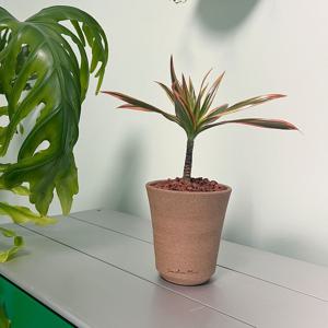 드라세나 레인보우스타 키우기 쉬운 반려식물 컵토분