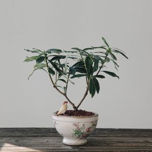 천리향 르쟈르댕 토분