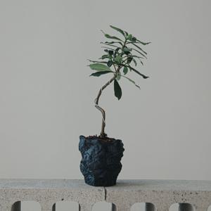 천리향분재 블랙로아