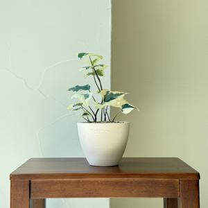 머랭고 아이비 키우기 관엽 공기정화식물 플랜테리어 거실 빈티지화분 집들이선물