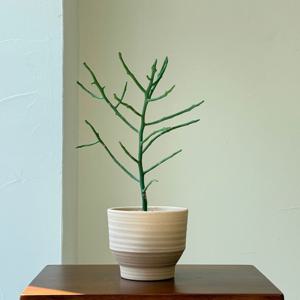 청각산호 키우기 관엽 공기정화식물 플랜테리어 거실 빈티지화분 집들이선물