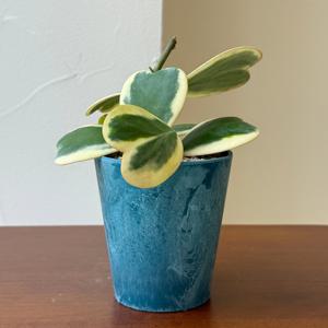 무늬 하트 호야 키우기 관엽 공기정화식물 플랜테리어 거실 빈티지화분 집들이선물