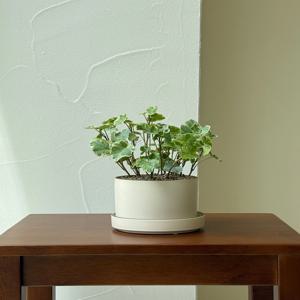 실버차미 아이비 키우기 관엽 공기정화식물 플랜테리어 거실 빈티지화분 집들이선물