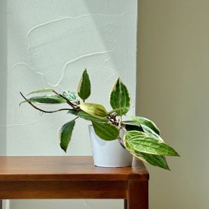 호야 마크로필라 바리에가타 키우기 관엽 공기정화식물 플랜테리어 거실 빈티지화분 집들이선물