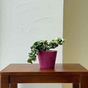 호야 콤팩타 바리에가타 키우기 관엽 공기정화식물 플랜테리어 거실 빈티지화분 집들이선물