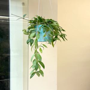 호야 메모리아 키우기 관엽 공기정화식물 플랜테리어 거실 빈티지화분 집들이선물