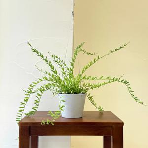 호야 엔젤리아나 키우기 관엽 공기정화식물 플랜테리어 거실 빈티지화분 집들이선물