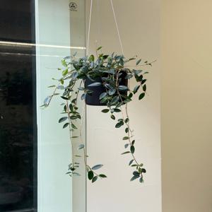 호야 아시난데스 오렌지볼 키우기 다육 공기정화식물 플랜테리어 거실 빈티지화분 집들이선물