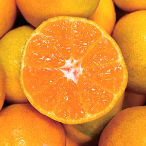 하루 한정 100박스! 당도선별 고당도 타이벡 감귤 4.5kg 12brix 이상 로얄과(2S~M)